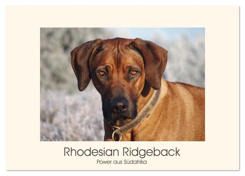 Rhodesian Ridgeback Power aus Südafrika (Tischkalender 2026 DIN A5 quer) CALVENDO Monatskalender