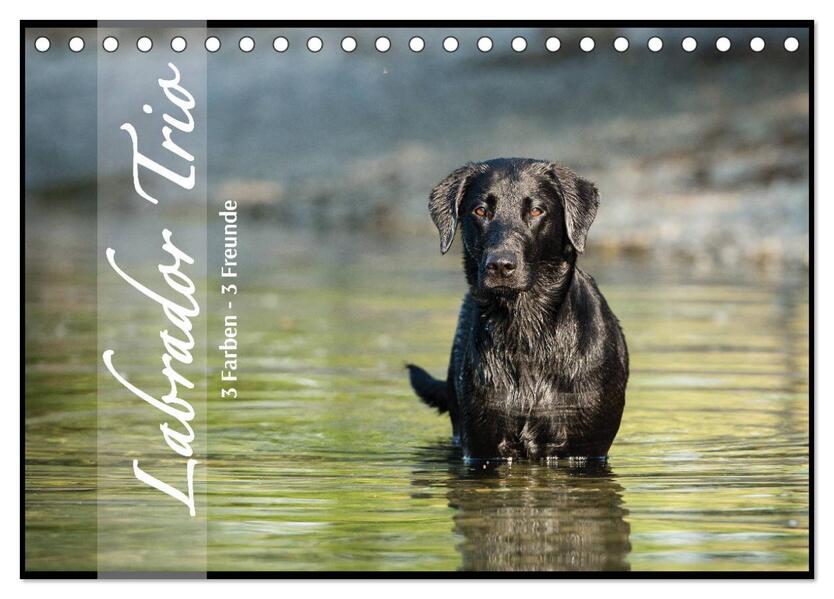 Labrador Trio - 3 Farben 3 Freunde (Tischkalender 2026 DIN A5 quer) CALVENDO Monatskalender