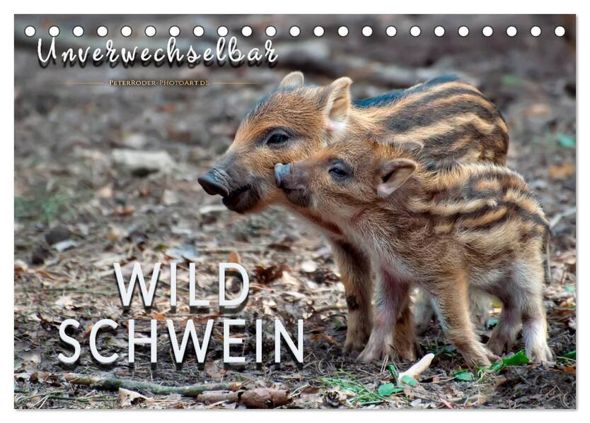 Unverwechselbar - Wildschwein (Tischkalender 2026 DIN A5 quer) CALVENDO Monatskalender