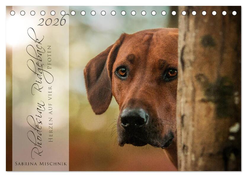 Rhodesian Ridgeback - Herzen auf vier Pfoten (Tischkalender 2026 DIN A5 quer) CALVENDO Monatskalender