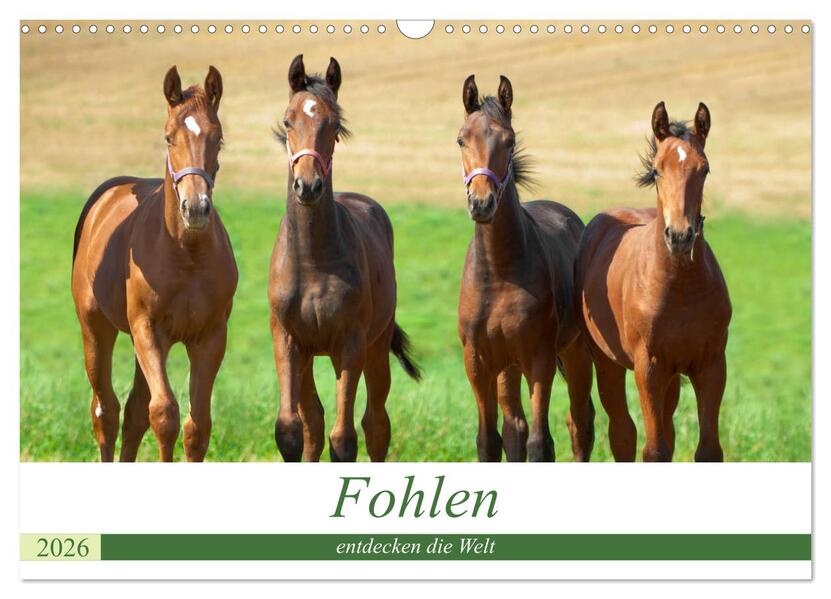 Fohlen entdecken die Welt (Wandkalender 2026 DIN A3 quer) CALVENDO Monatskalender