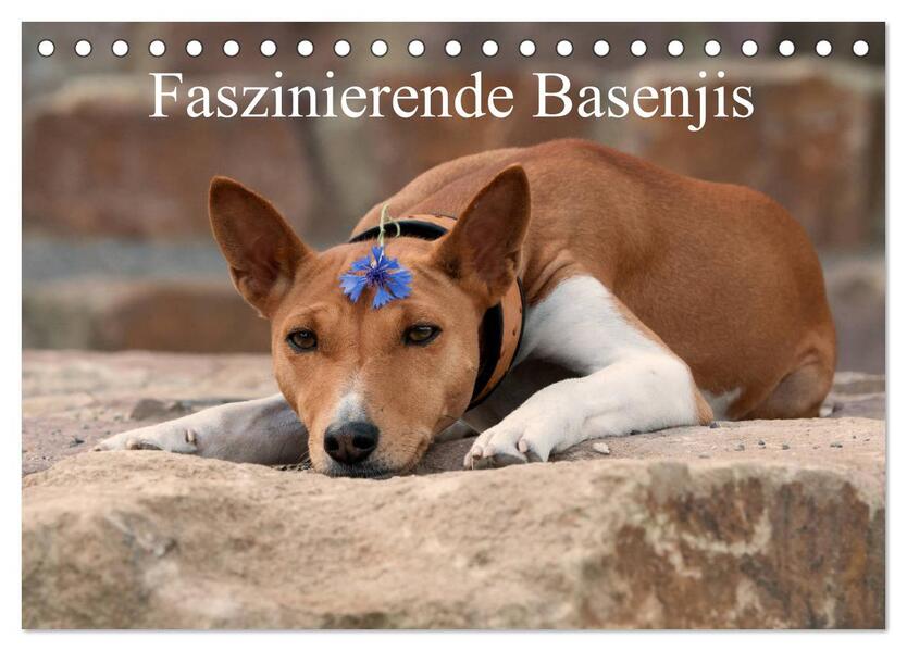 Faszinierende Basenjis (Tischkalender 2026 DIN A5 quer) CALVENDO Monatskalender