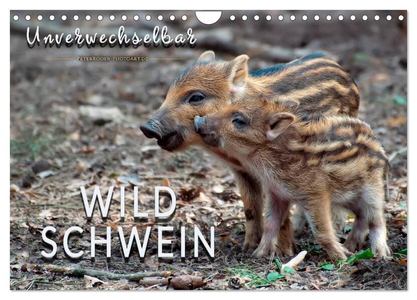 Unverwechselbar - Wildschwein (Wandkalender 2026 DIN A4 quer) CALVENDO Monatskalender