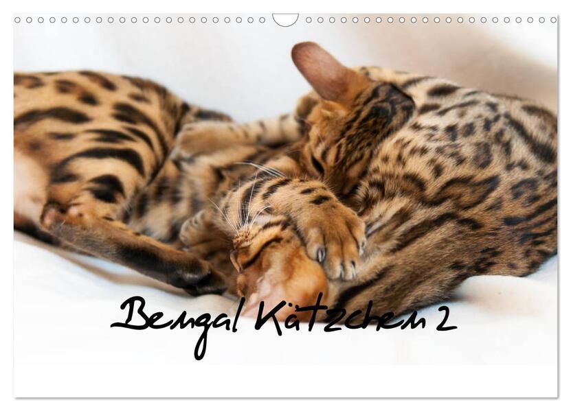 Bengal Kätzchen 2 (Wandkalender 2026 DIN A3 quer) CALVENDO Monatskalender