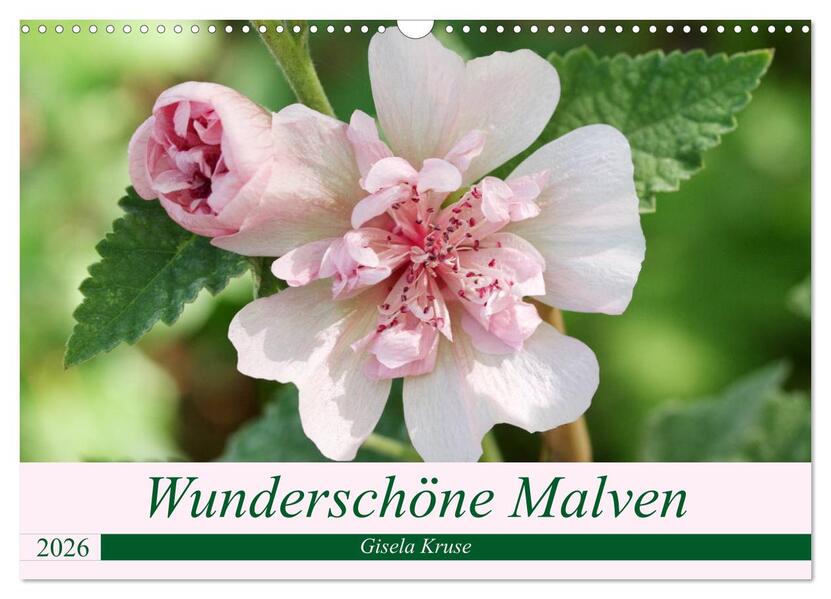Wunderschöne Malven (Wandkalender 2026 DIN A3 quer) CALVENDO Monatskalender