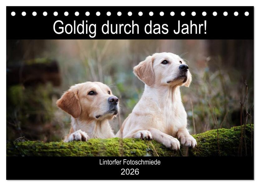 Goldig durch das Jahr! (Tischkalender 2026 DIN A5 quer) CALVENDO Monatskalender