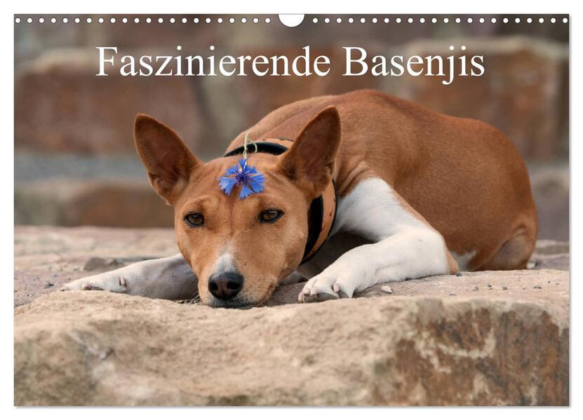 Faszinierende Basenjis (Wandkalender 2026 DIN A3 quer) CALVENDO Monatskalender