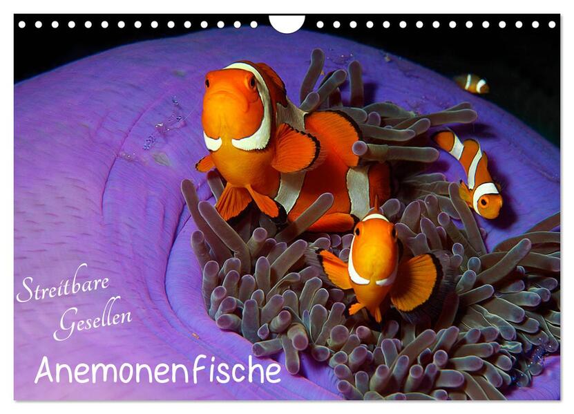 Anemonenfische - Streitbare Gesellen (Wandkalender 2026 DIN A4 quer) CALVENDO Monatskalender