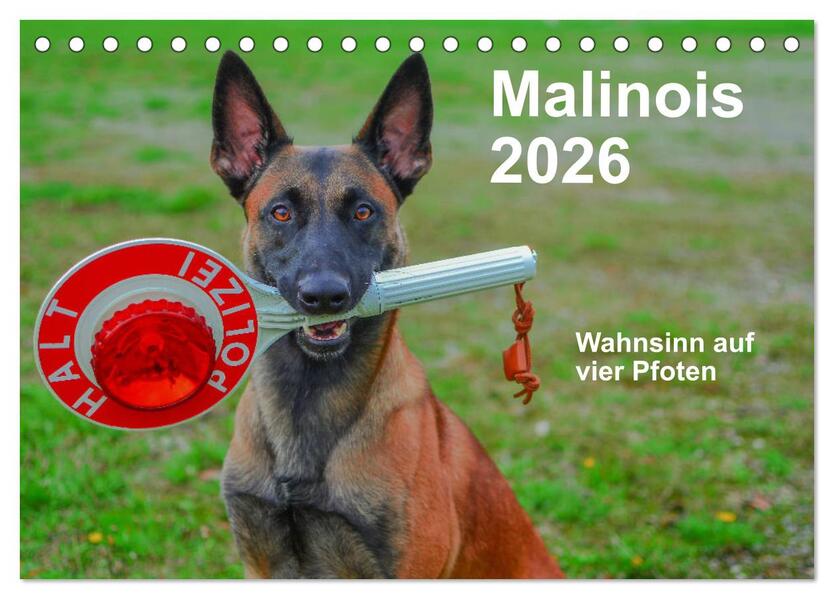 Malinois - Wahnsinn auf vier Pfoten (Tischkalender 2026 DIN A5 quer) CALVENDO Monatskalender