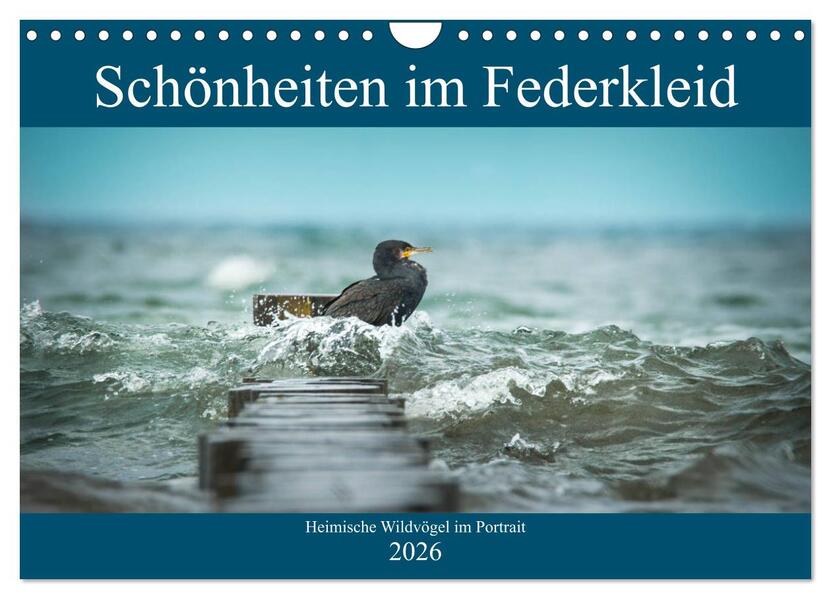 Schönheiten im Federkleid - Heimische Wildvögel im Portrait (Wandkalender 2026 DIN A4 quer) CALVENDO Monatskalender