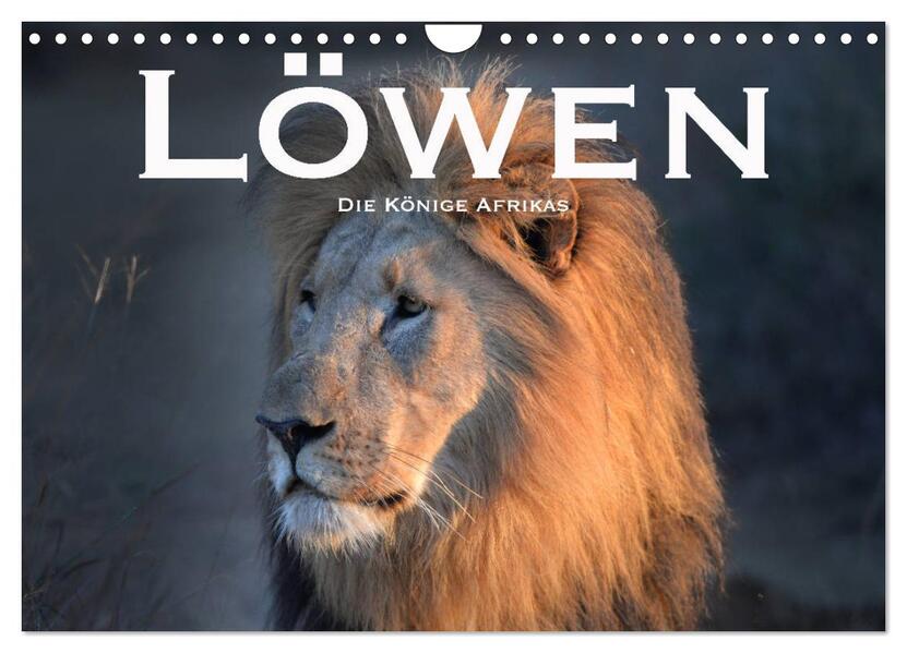 Löwen. Die Könige Afrikas (Wandkalender 2026 DIN A4 quer) CALVENDO Monatskalender