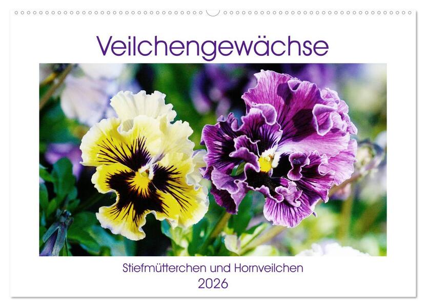 Veilchengewächse - Stiefmütterchen und Hornveilchen (Wandkalender 2026 DIN A2 quer) CALVENDO Monatskalender