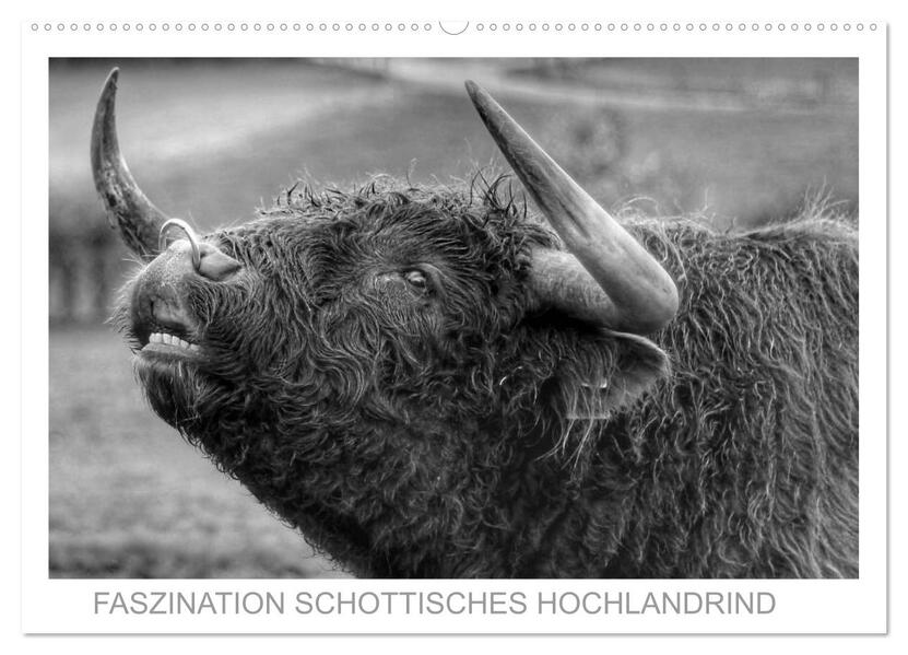 Faszination Schottisches Hochlandrind (Wandkalender 2026 DIN A2 quer) CALVENDO Monatskalender
