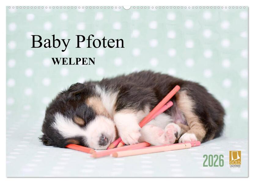 Baby Pfoten (Wandkalender 2026 DIN A2 quer) CALVENDO Monatskalender