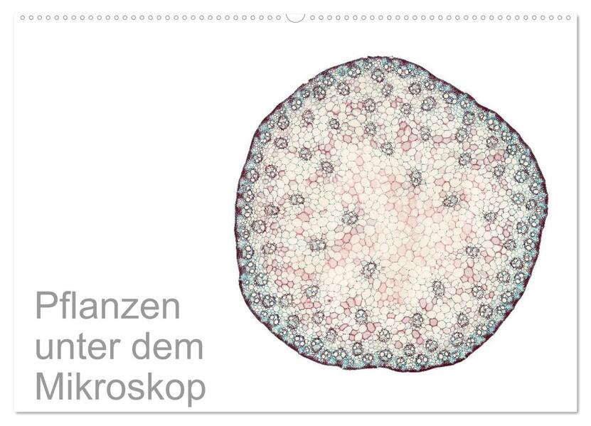 Pflanzen unter dem Mikroskop (Wandkalender 2026 DIN A2 quer) CALVENDO Monatskalender
