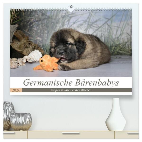 Germanische Bärenbabys (hochwertiger Premium Wandkalender 2026 DIN A2 quer) Kunstdruck in Hochglanz