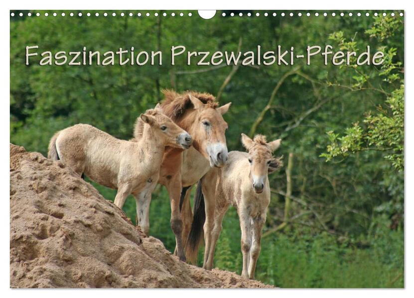 Faszination Przewalski-Pferde (Wandkalender 2026 DIN A3 quer) CALVENDO Monatskalender
