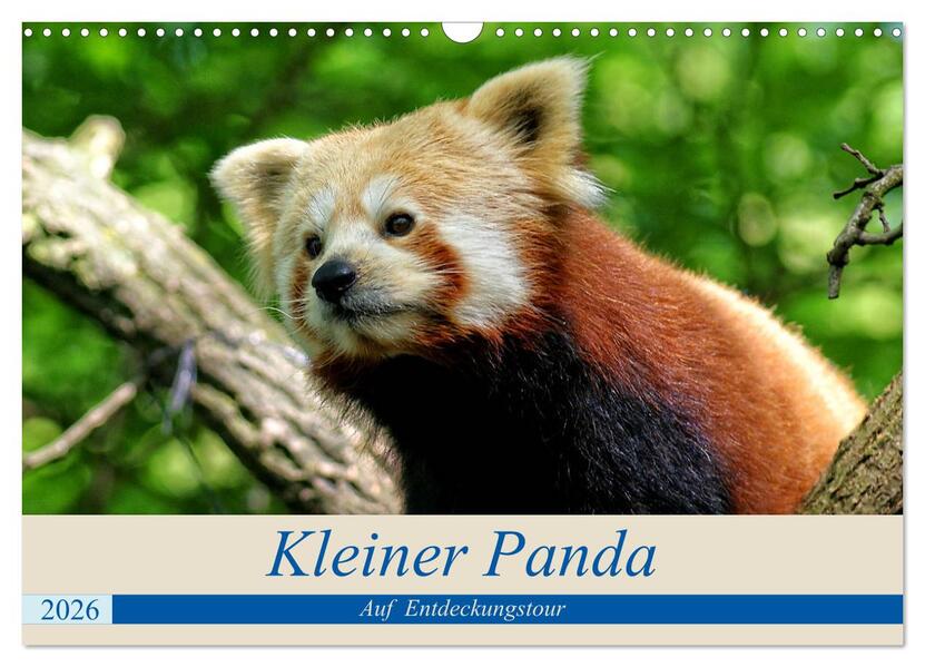 Kleiner Panda auf Entdeckungstour (Wandkalender 2026 DIN A3 quer) CALVENDO Monatskalender
