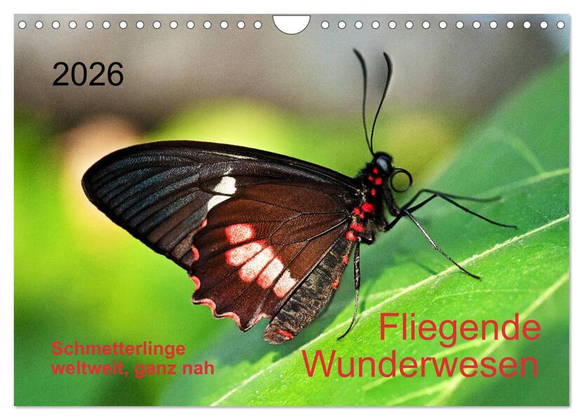 Fliegende Wunderwesen. Schmetterlinge weltweit ganz nah (Wandkalender 2026 DIN A4 quer) CALVENDO Monatskalender