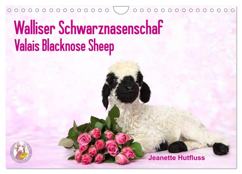 Walliser Schwarznasenschaf Valais Blacknose Sheep (Wandkalender 2026 DIN A4 quer) CALVENDO Monatskalender