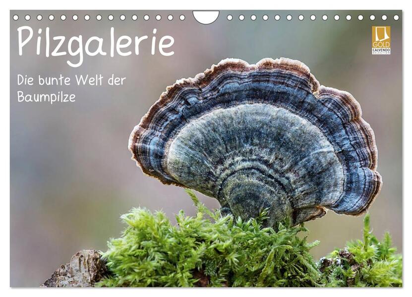 Pilzgalerie - Die bunte Welt der Baumpilze (Wandkalender 2026 DIN A4 quer) CALVENDO Monatskalender