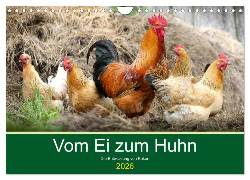 Vom Ei zum Huhn. Die Entwicklung von Küken (Wandkalender 2026 DIN A4 quer) CALVENDO Monatskalender