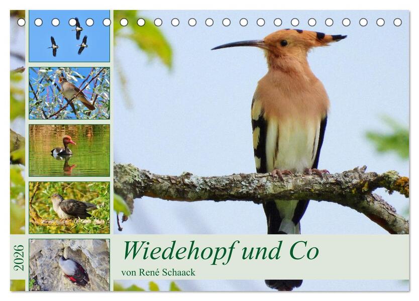 Wiedehopf und Co - von René Schaack (Tischkalender 2026 DIN A5 quer) CALVENDO Monatskalender