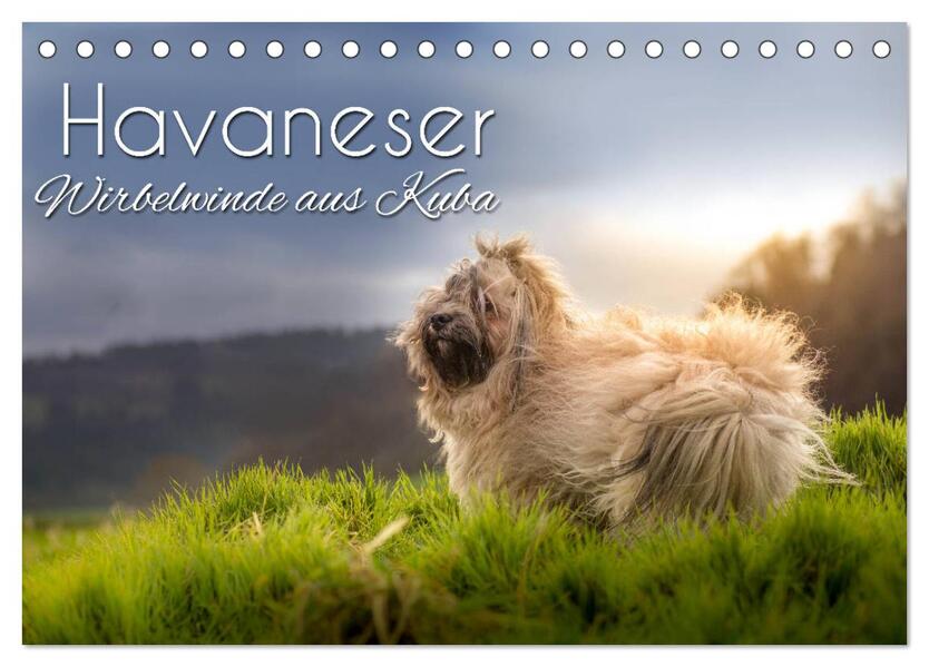 Havaneser - Wirbelwinde aus Kuba (Tischkalender 2026 DIN A5 quer) CALVENDO Monatskalender