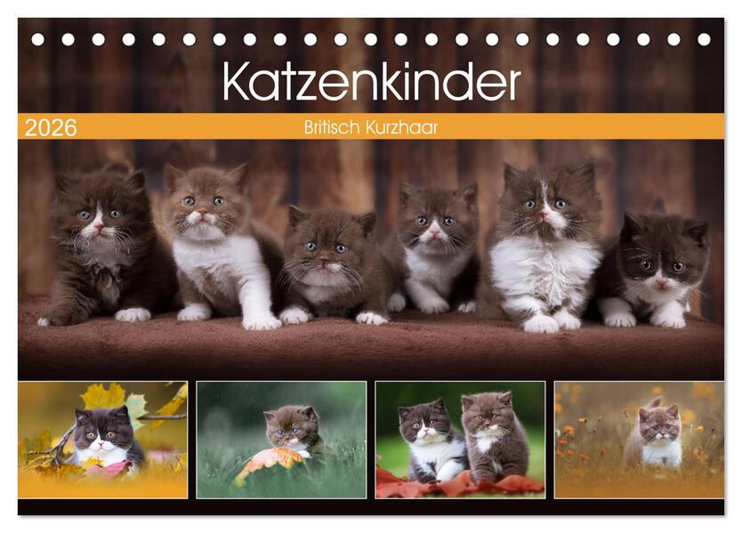 Katzenkinder - Britisch Kurzhaar (Tischkalender 2026 DIN A5 quer) CALVENDO Monatskalender