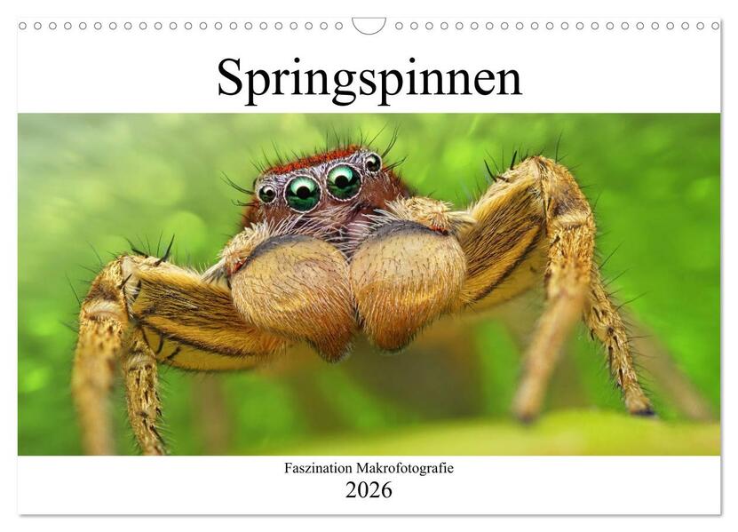 Faszination Makrofotografie: Springspinnen (Wandkalender 2026 DIN A3 quer) CALVENDO Monatskalender