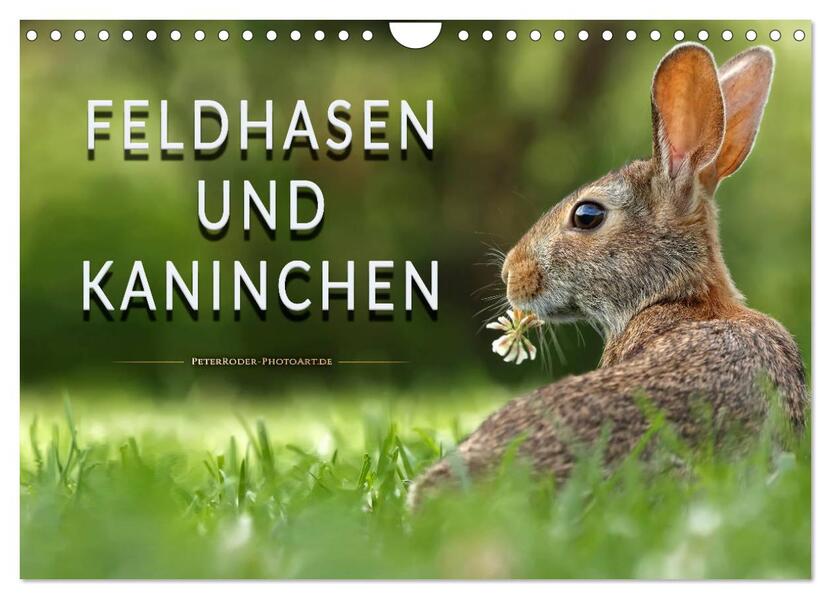 Feldhasen und Kaninchen (Wandkalender 2026 DIN A4 quer) CALVENDO Monatskalender