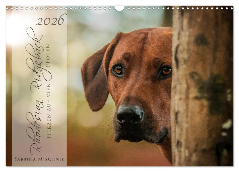 Rhodesian Ridgeback - Herzen auf vier Pfoten (Wandkalender 2026 DIN A3 quer) CALVENDO Monatskalender