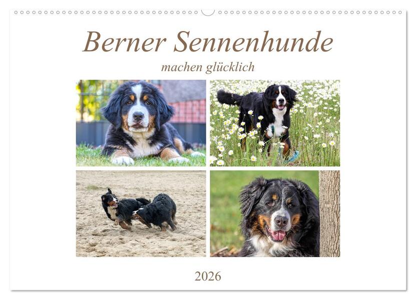 Berner Sennenhunde machen glücklich (Wandkalender 2026 DIN A2 quer) CALVENDO Monatskalender