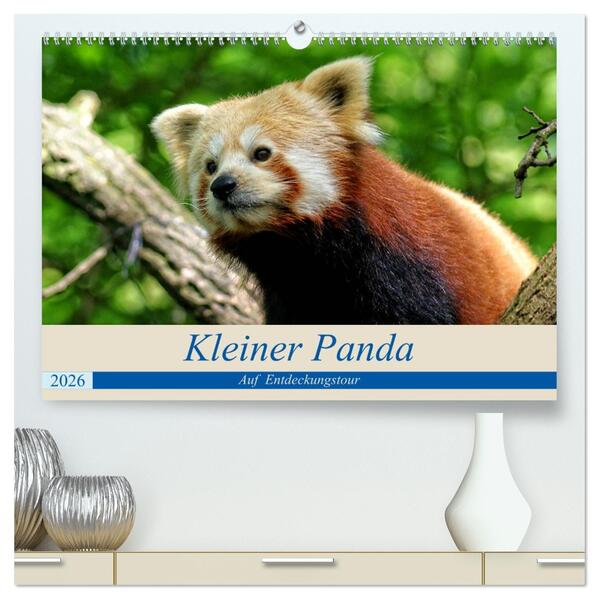Kleiner Panda auf Entdeckungstour (hochwertiger Premium Wandkalender 2026 DIN A2 quer) Kunstdruck in Hochglanz