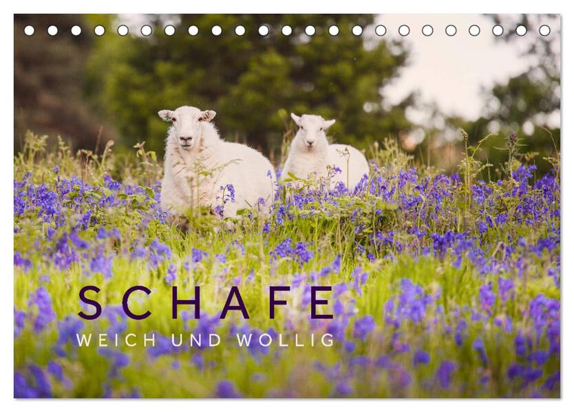 Schafe - Weich und wollig (Tischkalender 2026 DIN A5 quer) CALVENDO Monatskalender