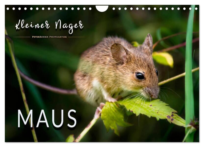 Kleiner Nager - Maus (Wandkalender 2026 DIN A4 quer) CALVENDO Monatskalender