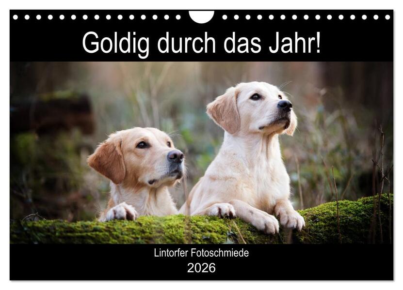 Goldig durch das Jahr! (Wandkalender 2026 DIN A4 quer) CALVENDO Monatskalender