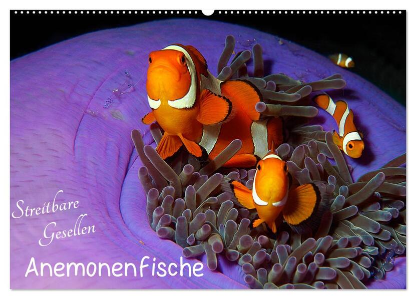 Anemonenfische - Streitbare Gesellen (Wandkalender 2026 DIN A2 quer) CALVENDO Monatskalender
