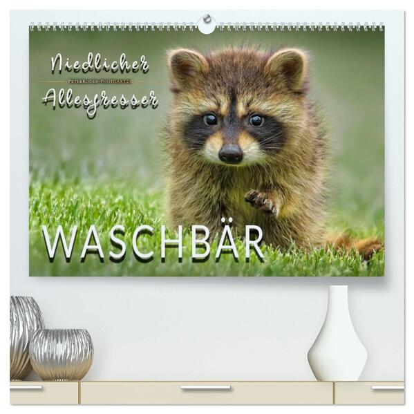 Waschbär - Niedlicher Allesfresser (hochwertiger Premium Wandkalender 2026 DIN A2 quer) Kunstdruck in Hochglanz