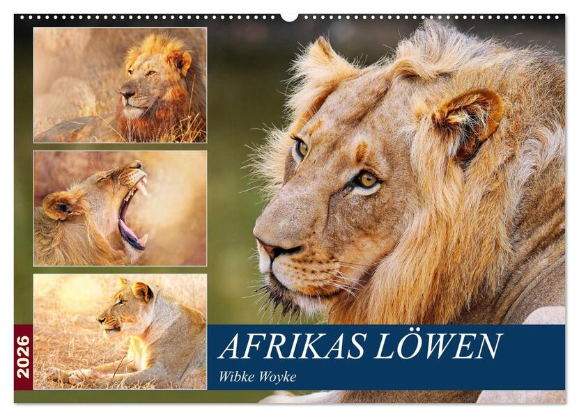Afrikas Löwen 2026 (Wandkalender 2026 DIN A2 quer) CALVENDO Monatskalender