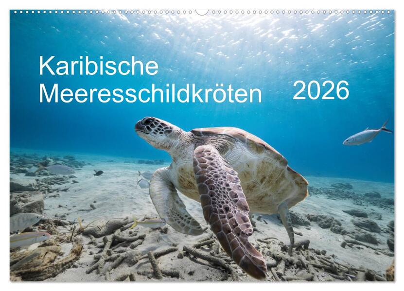 Karibische Meeresschildkröten (Wandkalender 2026 DIN A2 quer) CALVENDO Monatskalender
