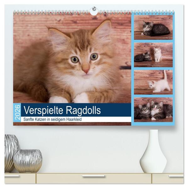 Verspielte Ragdolls -Sanfte Katzen in seidigem Haarkleid (hochwertiger Premium Wandkalender 2026 DIN A2 quer) Kunstdruck in Hochglanz