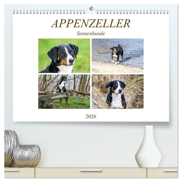 Appenzeller Sennenhunde (hochwertiger Premium Wandkalender 2026 DIN A2 quer) Kunstdruck in Hochglanz