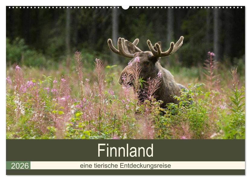 Finnland: eine tierische Entdeckungsreise (Wandkalender 2026 DIN A2 quer) CALVENDO Monatskalender
