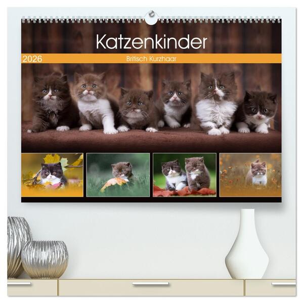 Katzenkinder - Britisch Kurzhaar (hochwertiger Premium Wandkalender 2026 DIN A2 quer) Kunstdruck in Hochglanz