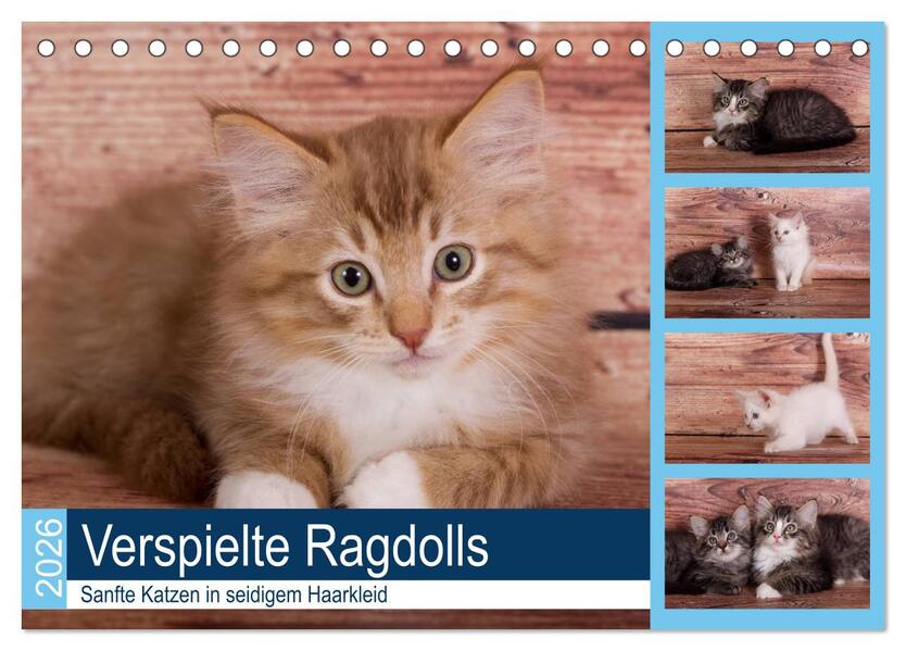 Verspielte Ragdolls -Sanfte Katzen in seidigem Haarkleid (Tischkalender 2026 DIN A5 quer) CALVENDO Monatskalender