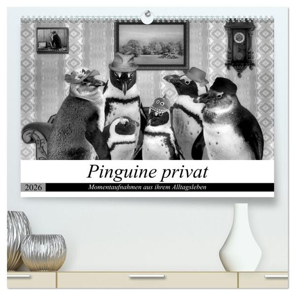 Pinguine privat (hochwertiger Premium Wandkalender 2026 DIN A2 quer) Kunstdruck in Hochglanz