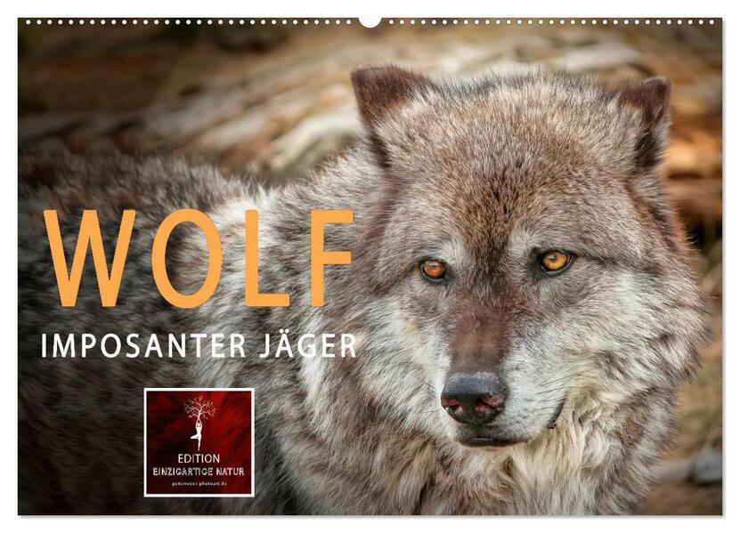 Wolf - Imposanter Jäger (Wandkalender 2026 DIN A2 quer) CALVENDO Monatskalender