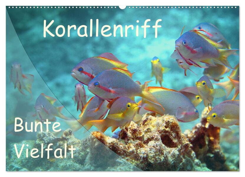 Bunte Vielfalt im Korallenriff (Wandkalender 2026 DIN A2 quer) CALVENDO Monatskalender