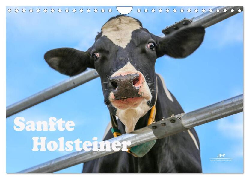 Sanfte Holsteiner (Wandkalender 2026 DIN A4 quer) CALVENDO Monatskalender